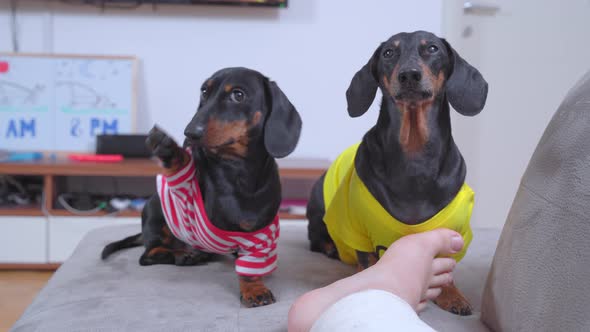 Two Dachshund Dogs Came to Owner with Broken Leg in Cast Asking Feeding to Play or to Go for a Walk