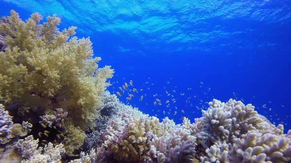 Underwater Sea Tropical Life