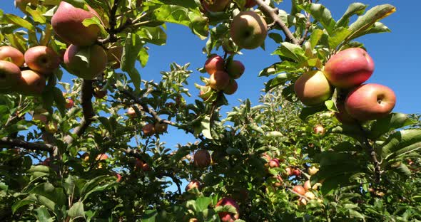 Cripps Pink. Orchard apple trees, The Occitan, France