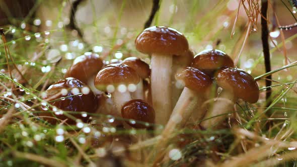 Armillaria Mushrooms of Honey Agaric In a Sunny Forest in the Rain