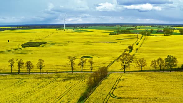 Yellow rape fields and white wind turbine in the spring, Poland, aerial view