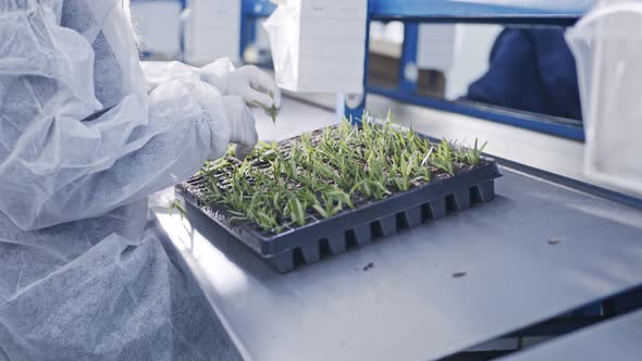 Worker planting small plants in trays inside industrial nursery