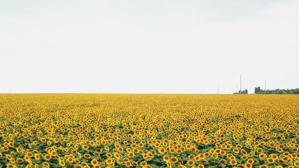 Organic yellow sunflowers are growing on the big plantation in summer evening.