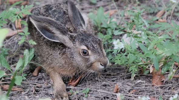 Wild Hare is Sitting in the Bushes Closeup Gray Rabbit Sit Down in the Forest