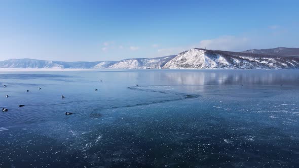 Over thin transparent ice. Waterfowl birds overwinter in a clear mountain lake