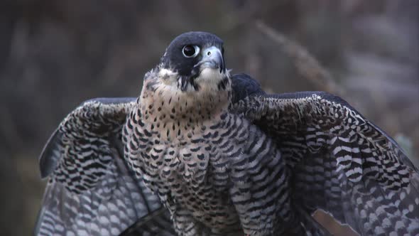 Perched peregrine falcon rustling its feathers