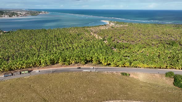 Coconut trees plantation near Gunga Beach at Maceio Alagoas Brazil.