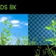 Weeds - VideoHive Item for Sale