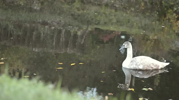 Young swan floating on river reflections