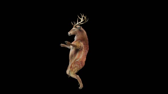 57 Deer Dancing HD