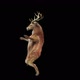 57 Deer Dancing HD - VideoHive Item for Sale