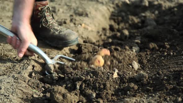 Farmer digging in potato field