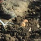 Farmer digging in potato field - VideoHive Item for Sale