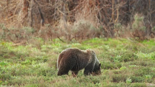 Brown Bear or Ursa Bear One of the Largest Land Mammal Predators Yellowstone USA