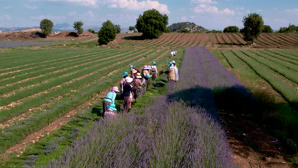 Farmers Working On Lavender Field