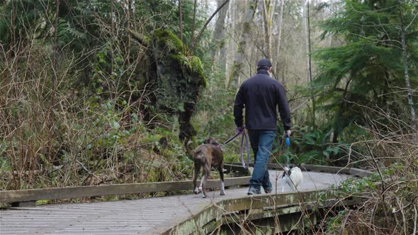 Man Walking Dogs on the Hiking Trail