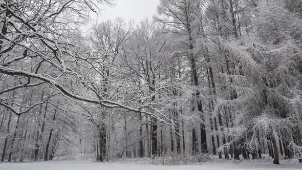 Forest covered by snow