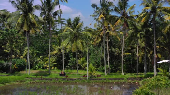 woman driving scooter with tall palm trees and rice fields while white birds fly above, aerial