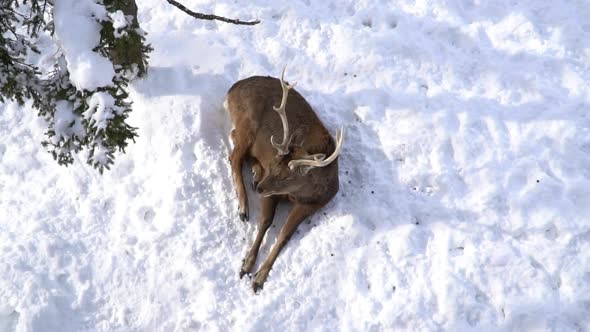 Close Up Of Deer Lying On Snow