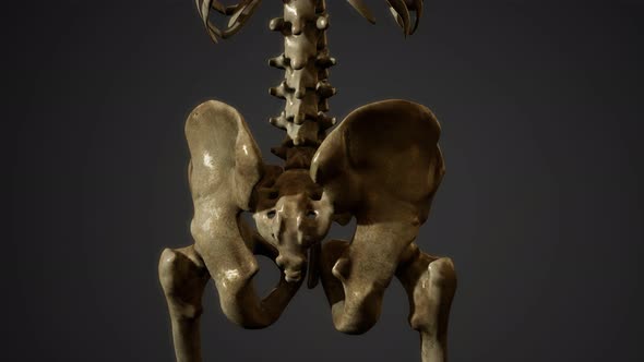 Bones of the Human Skeleton alt