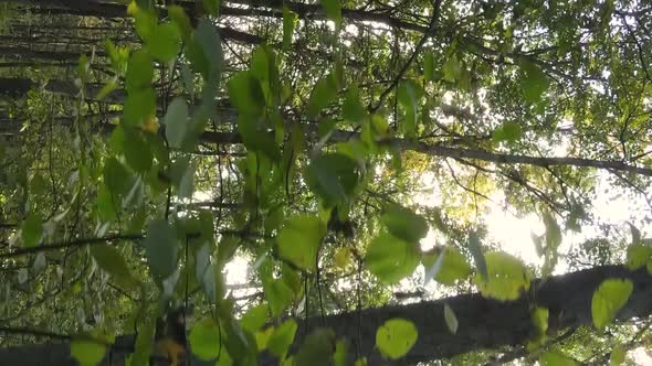 Vertical Video of a Forest Landscape on an Autumn Day in Ukraine