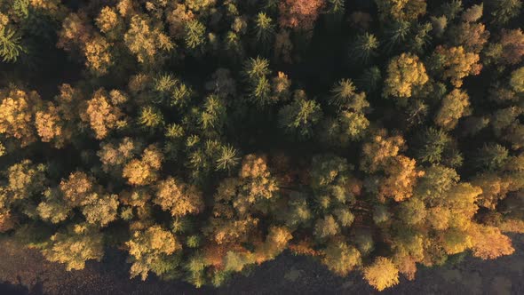 Autumn Forest Aerial View From Drone