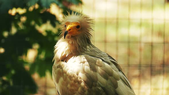 Egyptian Vulture looks at the camera and turns its head.