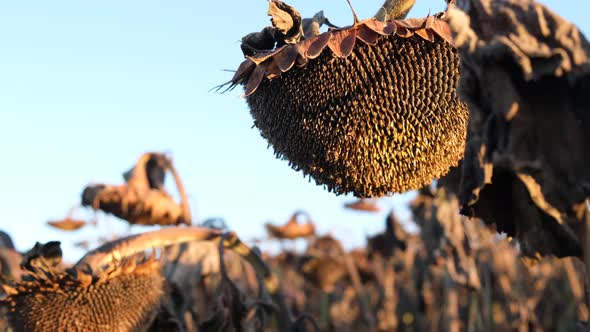 Background of Dry Ripe Sunflowers in the Field