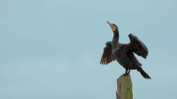 Cute and Funny Great Cormorant Drying His Wings After a Long Dive Under Water