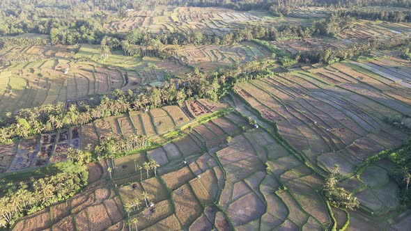 Aerial view of morning in rice field Bali in traditional village