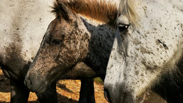 White Camargue horses and foals, Camargue, France