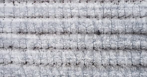 Aerial view of a dry vineyard in the snow, Golan Heights, Israel.