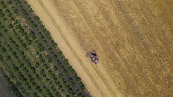 Combine Harvester Agricultural Machine Collecting Golden Ripe Wheat on the Field