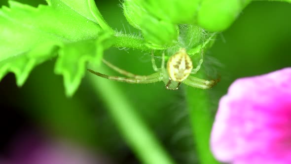 Closeup footage of a crab spider (Thomisidae sp) getting hunting position in a geranium plant.