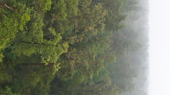 Vertical Video Fog in the Forest Aerial View