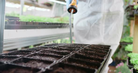 Farmer Hosing Down a Trays with Microgreens Seedlings Vertical Farming Greens Home Business 60p