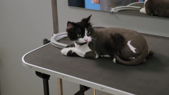 Closeup Portrait of a Trimmed Cat in a Pet Beauty Salon