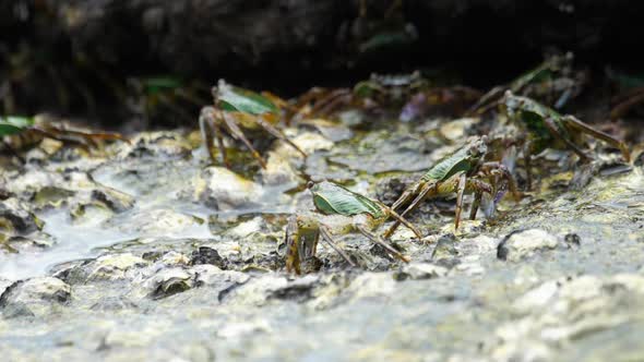 Crabs on the Rock at the Beach