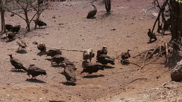 flock of White backed vulture