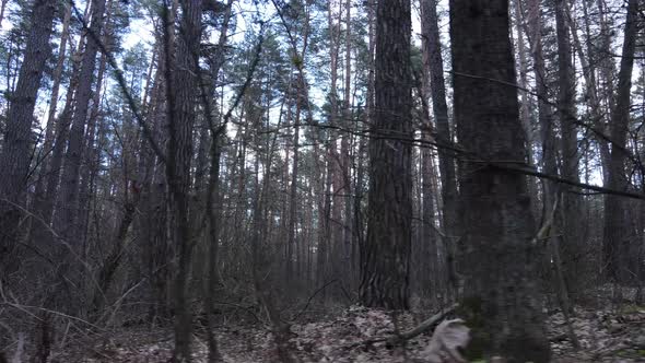 Forest Landscape Aerial View Slow Motion