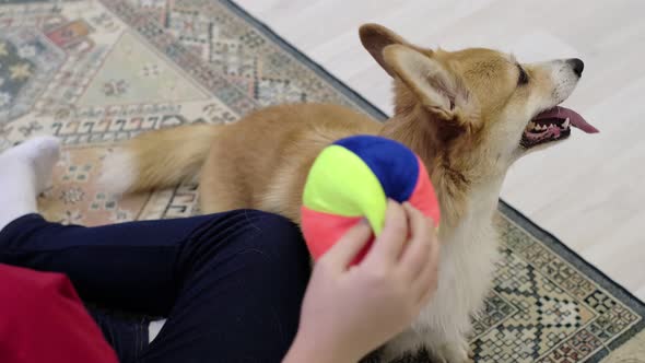 Little Dog with Owner Playing and Having Fun