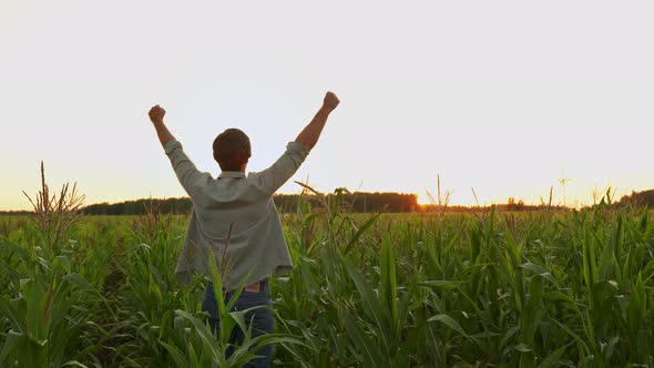 Farmer in a Corn Field Raises His Hands Up His Head Raised to the Sky Enjoying His Success