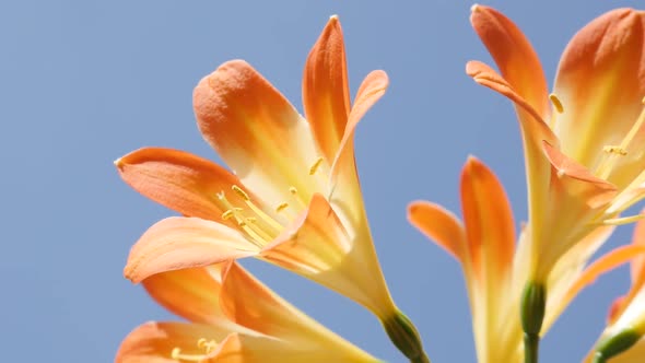 Beautiful Clivia miniata flower against blue sky slow-mo  1080p FullHD footage - Slow motion natal b