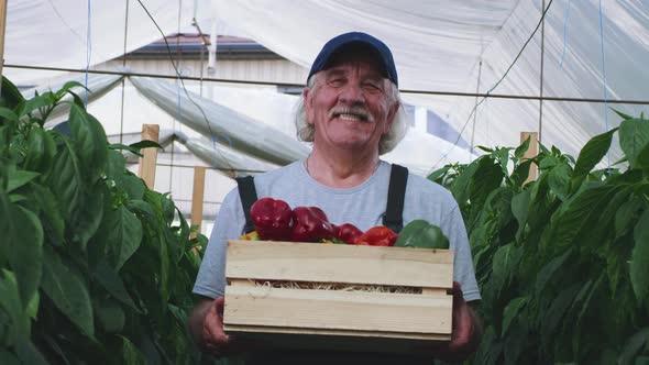 Delighted Elderly Farmer with Crate of Peppers