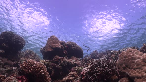 Yellow-lipped sea snake (Laticauda colubrina) swimming over coral reef and surfacing for air