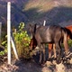 Red and black horse eating grape leaves in mountain vineyard - VideoHive Item for Sale