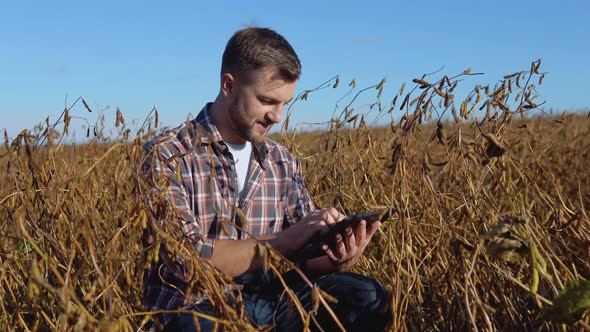 A Farmer or Agronomist Sits in the Middle of a Mature Soybean in a Field and Makes Notes on a Tablet