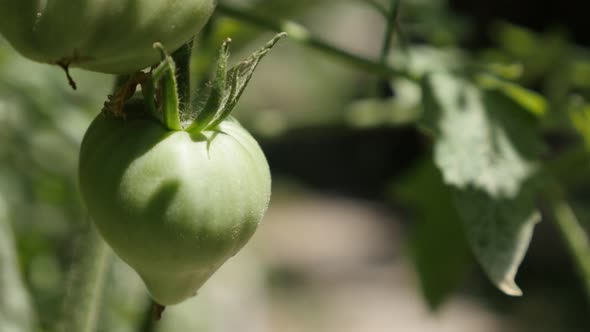 Fresh Solanum lycopersicum product organic farm plantation in the garden 4K 2160p 30fps UltraHD foot