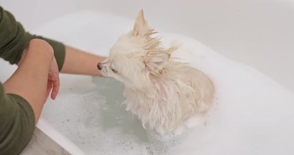 White pomeranian take bath