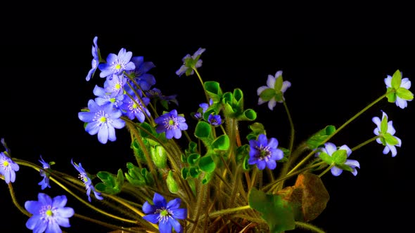 Hepatica Flower Blossoms